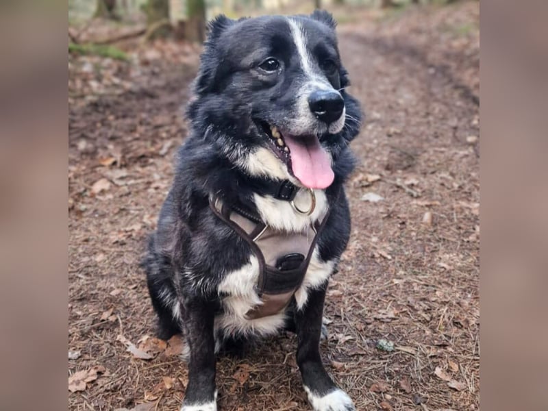 Mathy - ein Familienhund