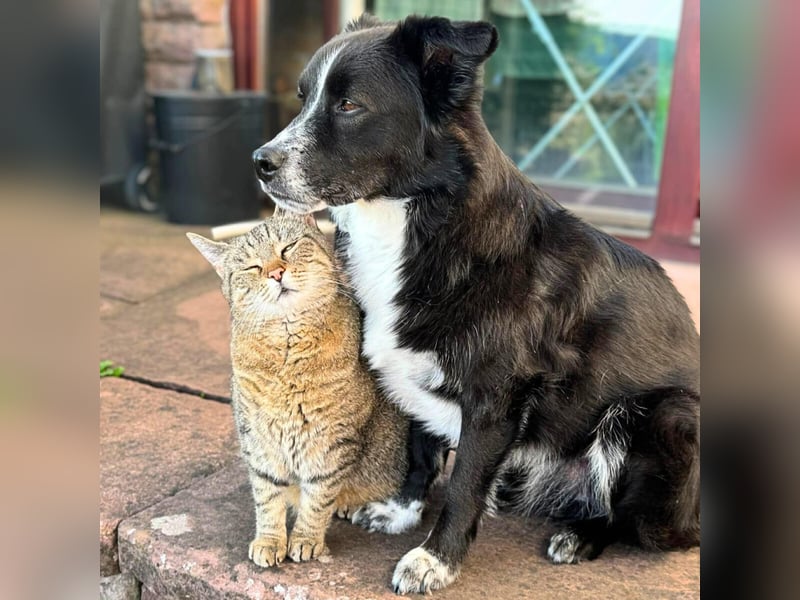 Mathy - ein Familienhund