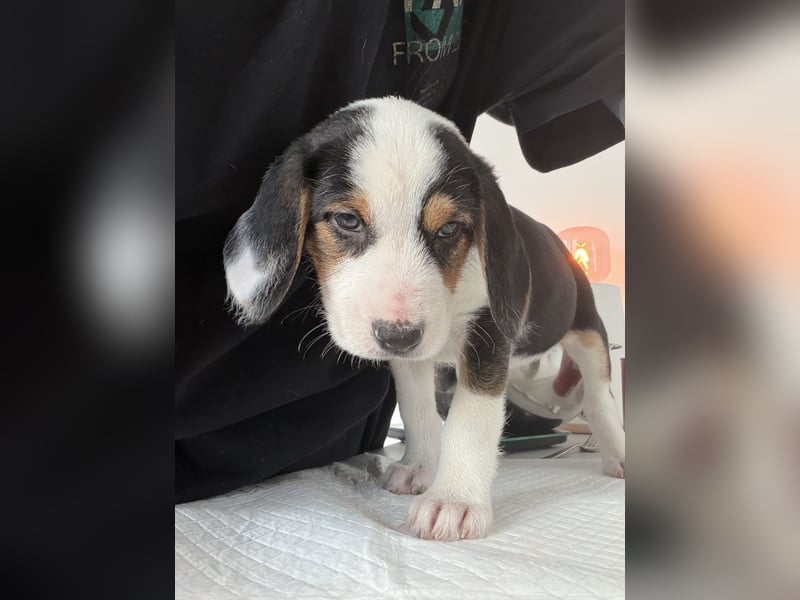 Im Westerwald zu besuchen: Zehn kleine Leben suchen ihr Für-immer-Zuhause