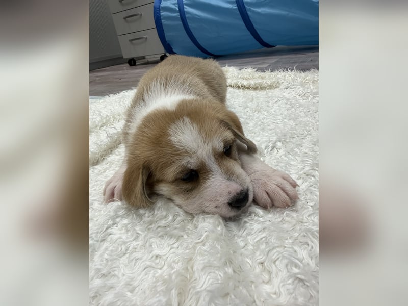 Im Westerwald zu besuchen: Zehn kleine Leben suchen ihr Für-immer-Zuhause