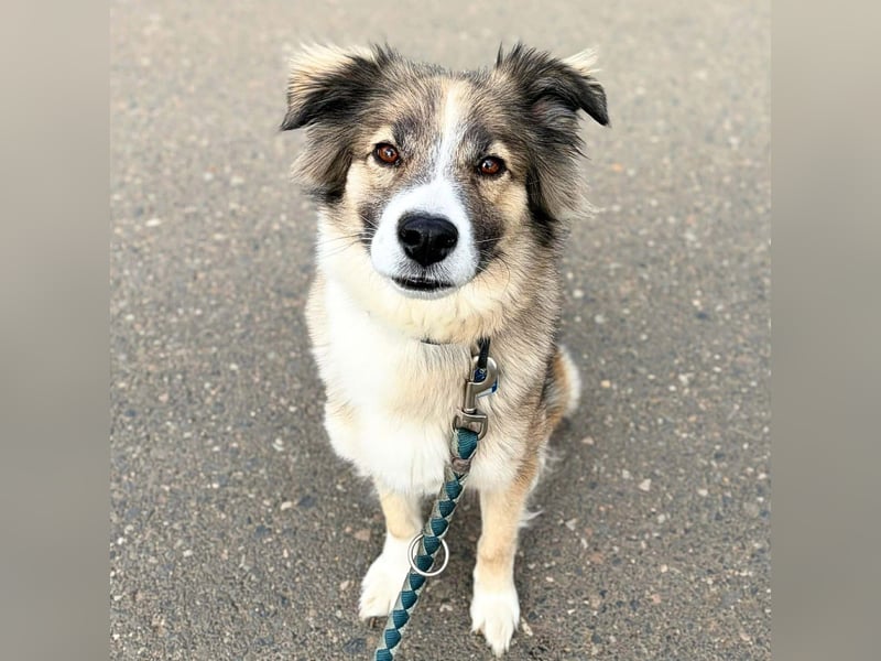 Lola - ist dynamisch&aufgeweckt