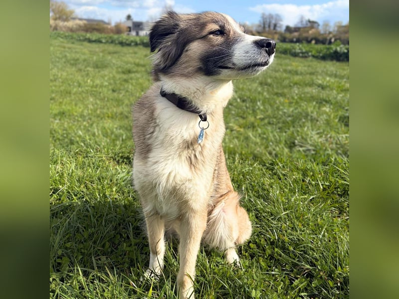 Lola - ist dynamisch&aufgeweckt