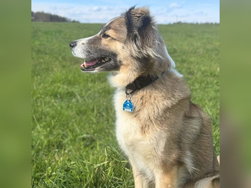 Lola - ist dynamisch&aufgeweckt