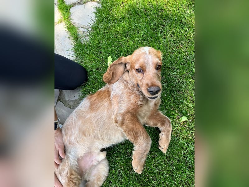 Toller Philipp sucht seine Familie!
