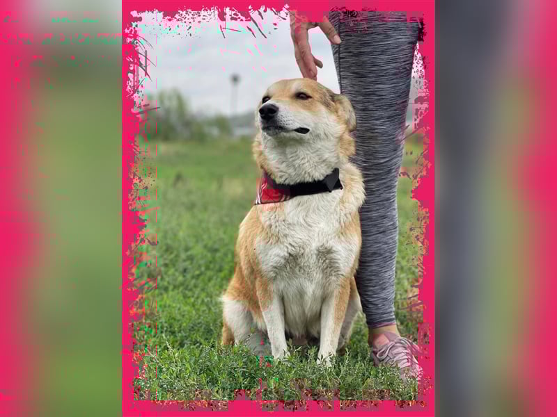 Sanfte Dina sucht Ihr Körbchen