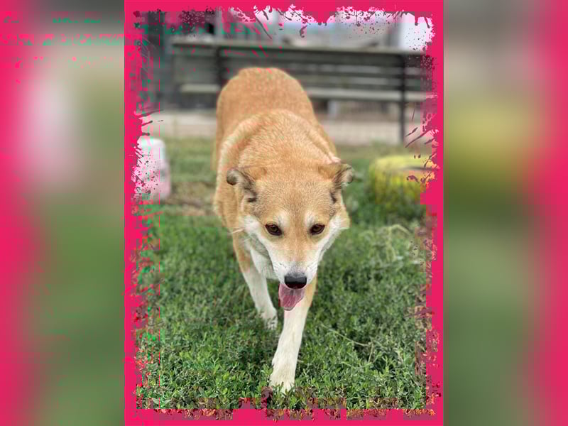 Sanfte Dina sucht Ihr Körbchen