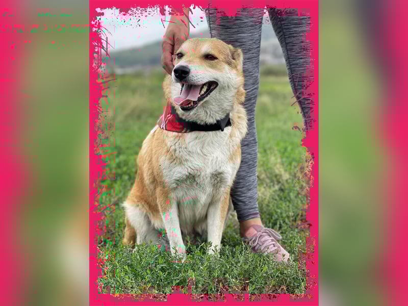 Sanfte Dina sucht Ihr Körbchen