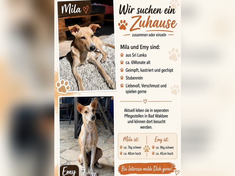 Zwei Hündinnen (ca 6-8 Monate) suchen ein Für- Immer- Zuhause