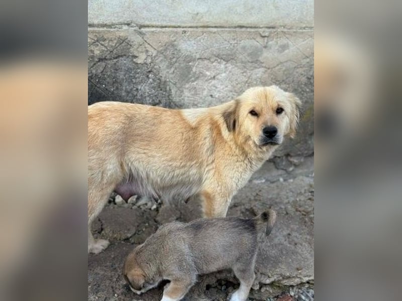 Liebenswerte ruhige Mabel sucht entspanntes Zuhause