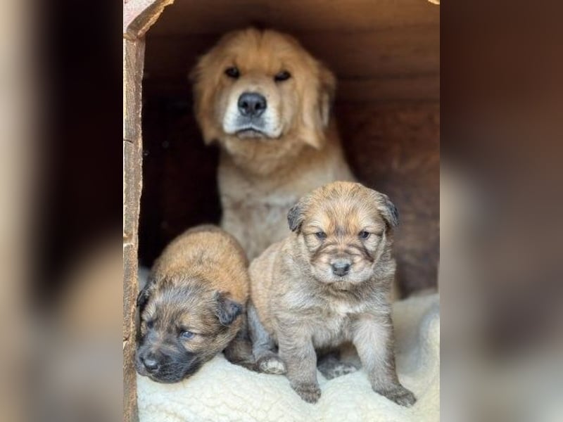 Liebenswerte ruhige Mabel sucht entspanntes Zuhause