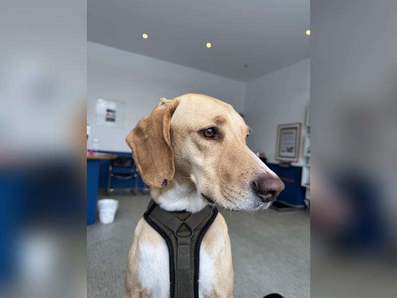 2 kleine Brüder die ein Zuhause suchen