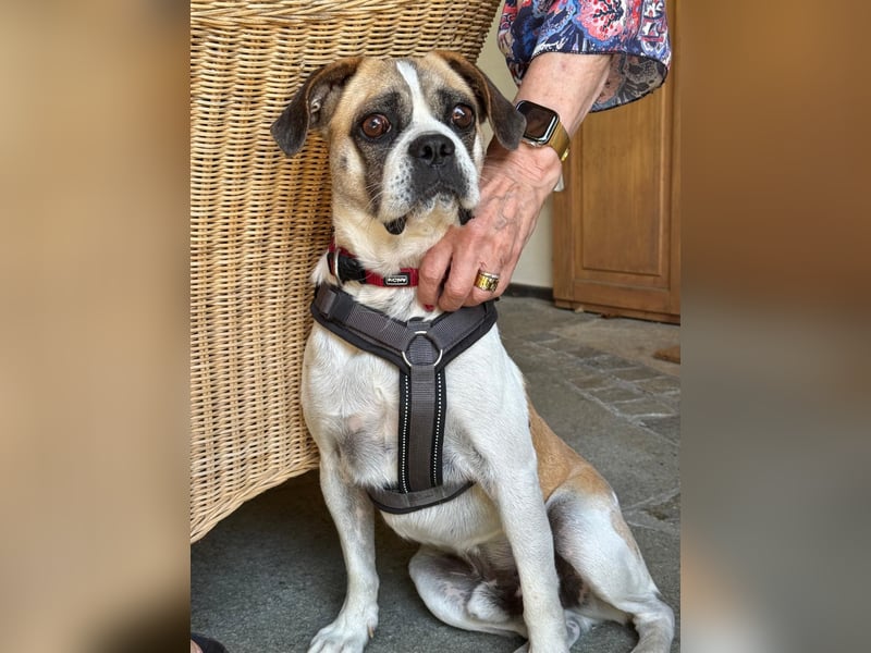 Linos sucht ein Zuhause