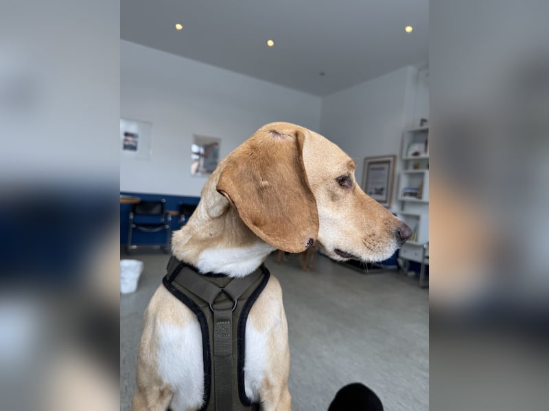 2 kleine Brüder die ein Zuhause suchen