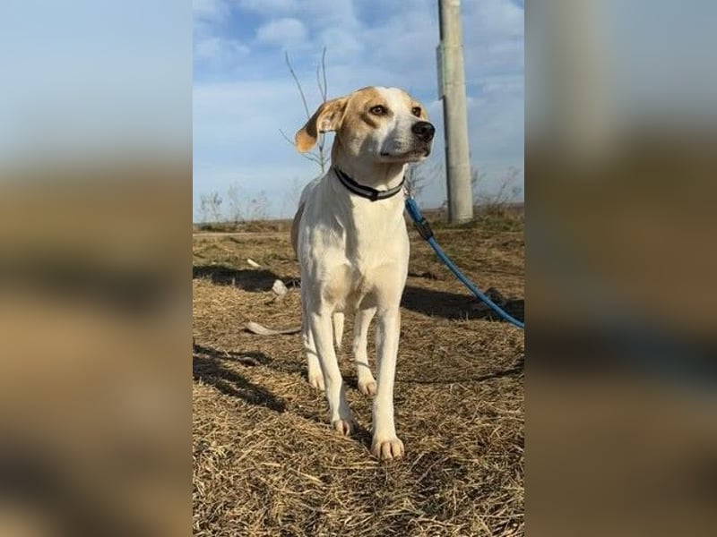 Teresa - sucht einfühlsames Zuhause