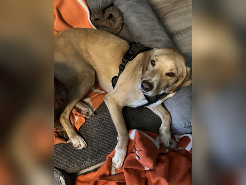 2 kleine Brüder die ein Zuhause suchen