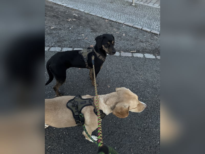 2 kleine Brüder die ein Zuhause suchen