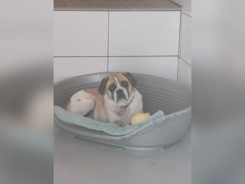 Linos sucht ein Zuhause