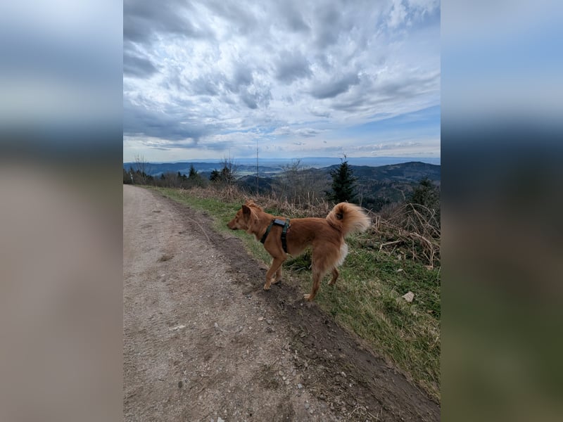 Liebevoller verspielter Mischlingshund aus Sri Lanka - 2,5 Jahre