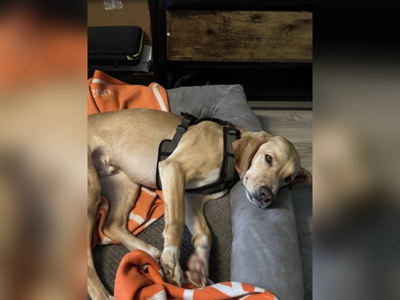 2 kleine Brüder die ein Zuhause suchen