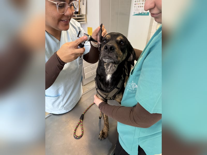 2 kleine Brüder die ein Zuhause suchen