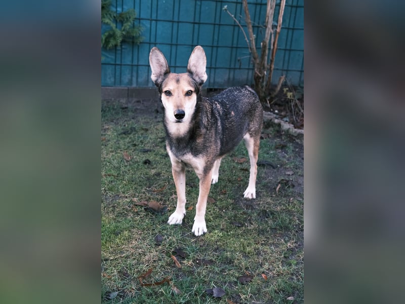 Akira sucht ein liebevolles Zuhause mit Garten Akira sucht ein liebevolles Zuhause mit Garten
