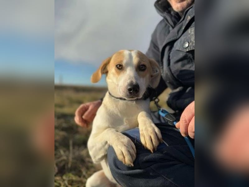 Teresa - sucht einfühlsames Zuhause