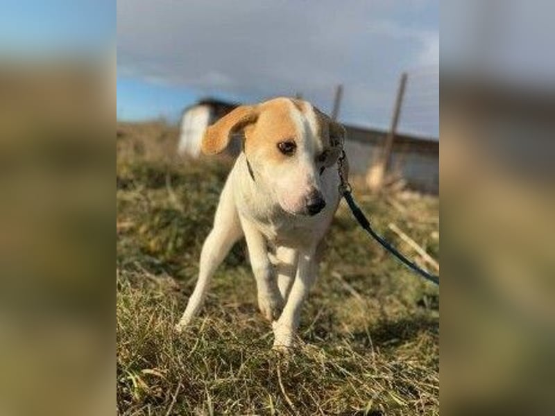 Teresa - sucht einfühlsames Zuhause