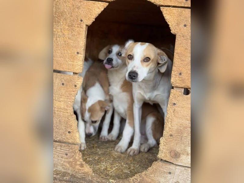 Teresa - sucht einfühlsames Zuhause