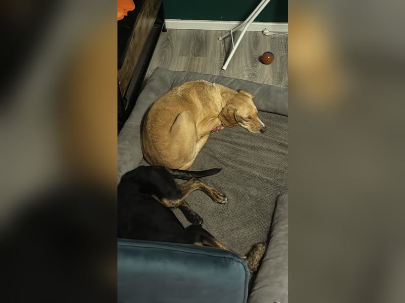 2 kleine Brüder die ein Zuhause suchen