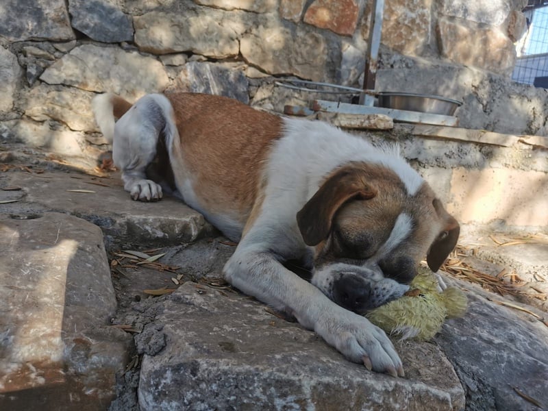 Linos sucht ein Zuhause