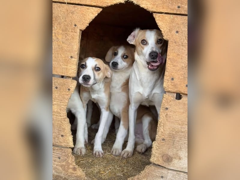 Teresa - sucht einfühlsames Zuhause