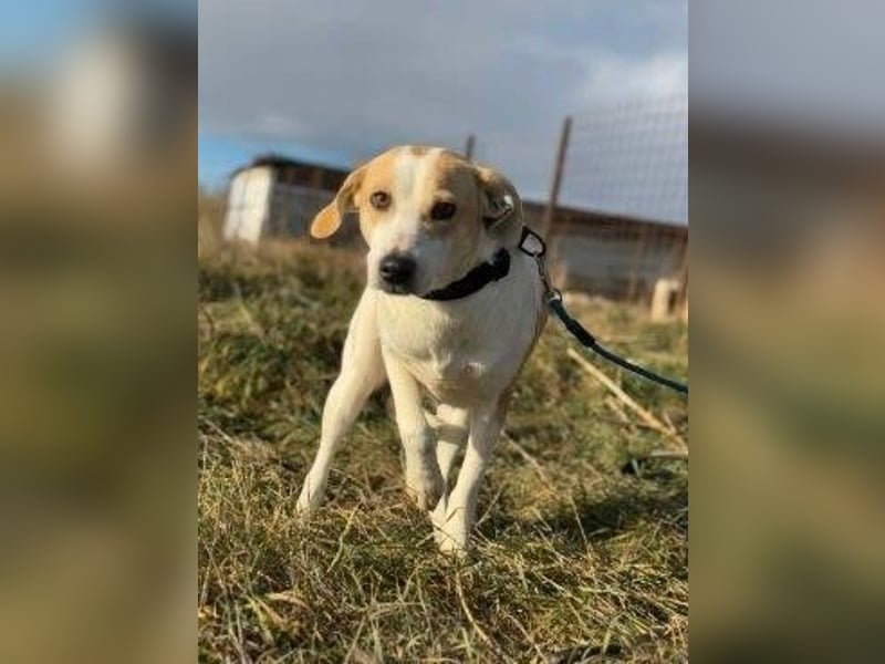 Teresa - sucht einfühlsames Zuhause