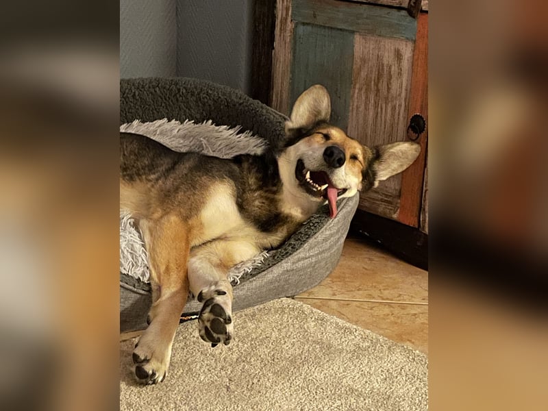 Akira sucht ein liebevolles Zuhause mit Garten Akira sucht ein liebevolles Zuhause mit Garten