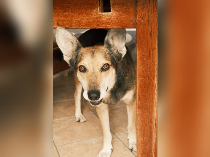 Akira sucht ein liebevolles Zuhause mit Garten Akira sucht ein liebevolles Zuhause mit Garten