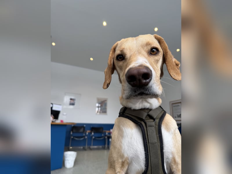 2 kleine Brüder die ein Zuhause suchen