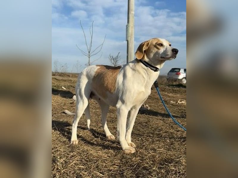 Teresa - sucht einfühlsames Zuhause