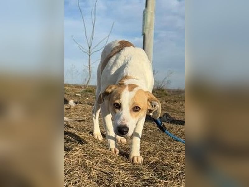 Teresa - sucht einfühlsames Zuhause