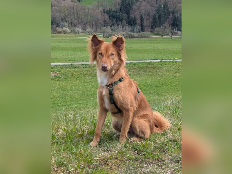 Liebevoller verspielter Mischlingshund aus Sri Lanka - 2,5 Jahre