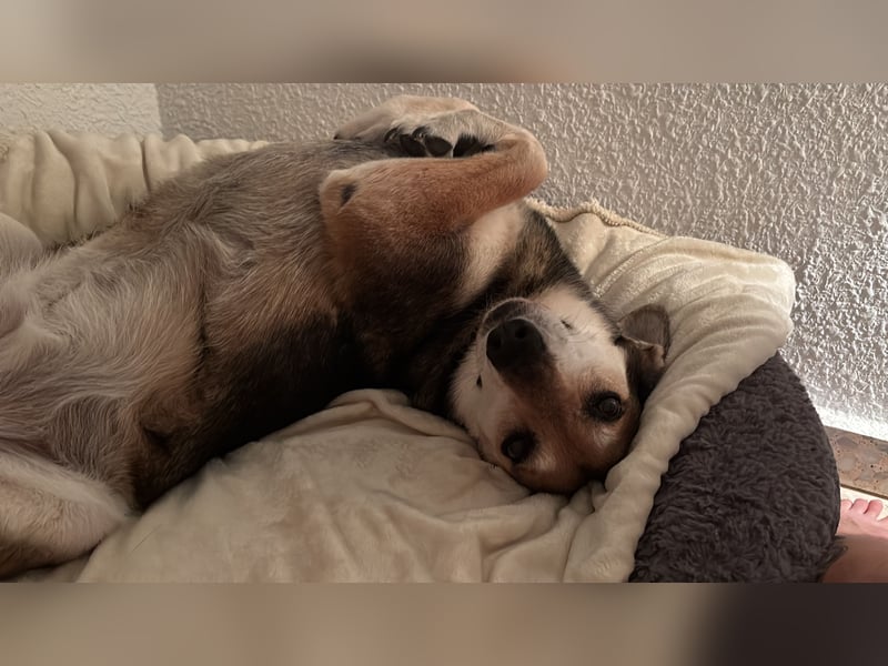 Akira sucht ein liebevolles Zuhause mit Garten Akira sucht ein liebevolles Zuhause mit Garten