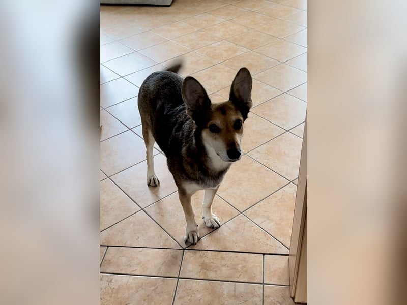 Akira sucht ein liebevolles Zuhause mit Garten Akira sucht ein liebevolles Zuhause mit Garten