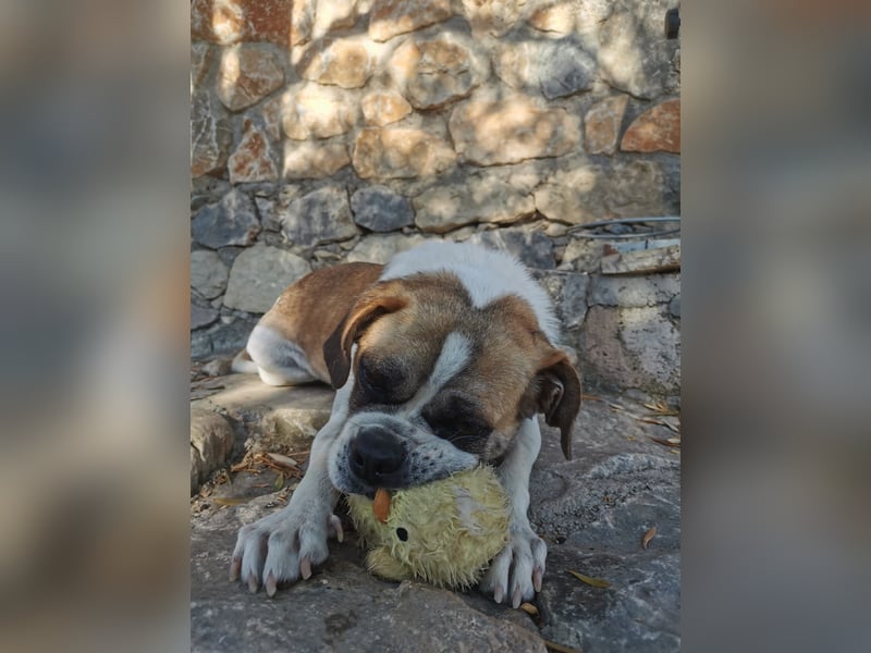 Linos sucht ein Zuhause