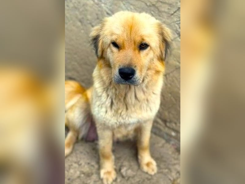 Liebenswerte ruhige Mabel sucht entspanntes Zuhause