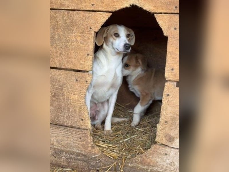 Teresa - sucht einfühlsames Zuhause