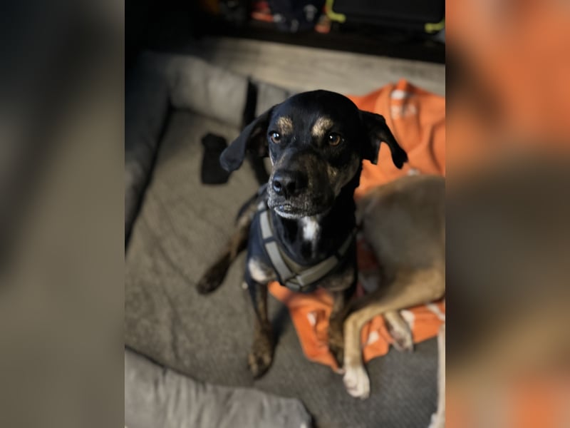 2 kleine Brüder die ein Zuhause suchen