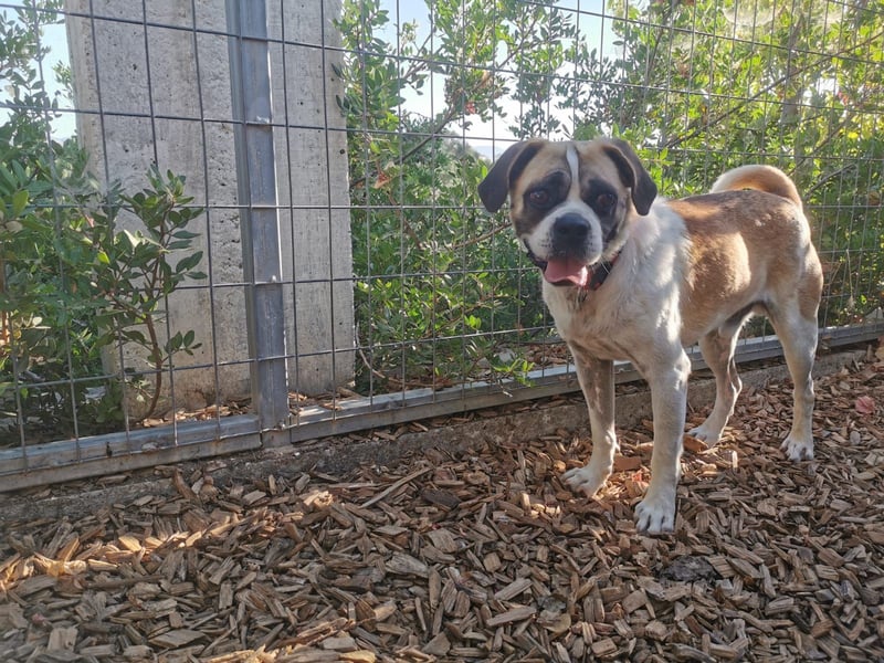 Linos sucht ein Zuhause