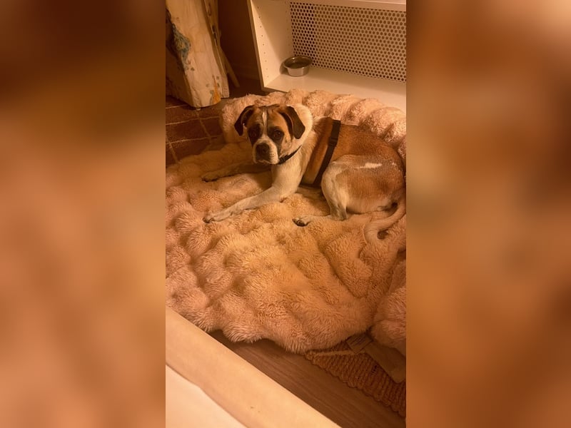 Linos sucht ein Zuhause