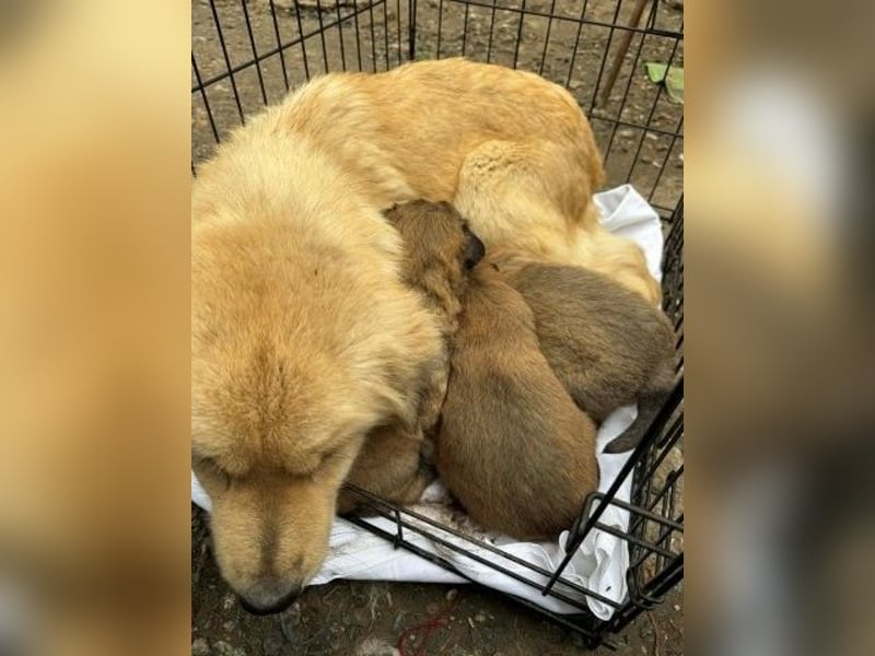 Liebenswerte ruhige Mabel sucht entspanntes Zuhause
