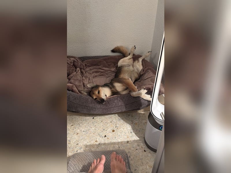 Akira sucht ein liebevolles Zuhause mit Garten Akira sucht ein liebevolles Zuhause mit Garten