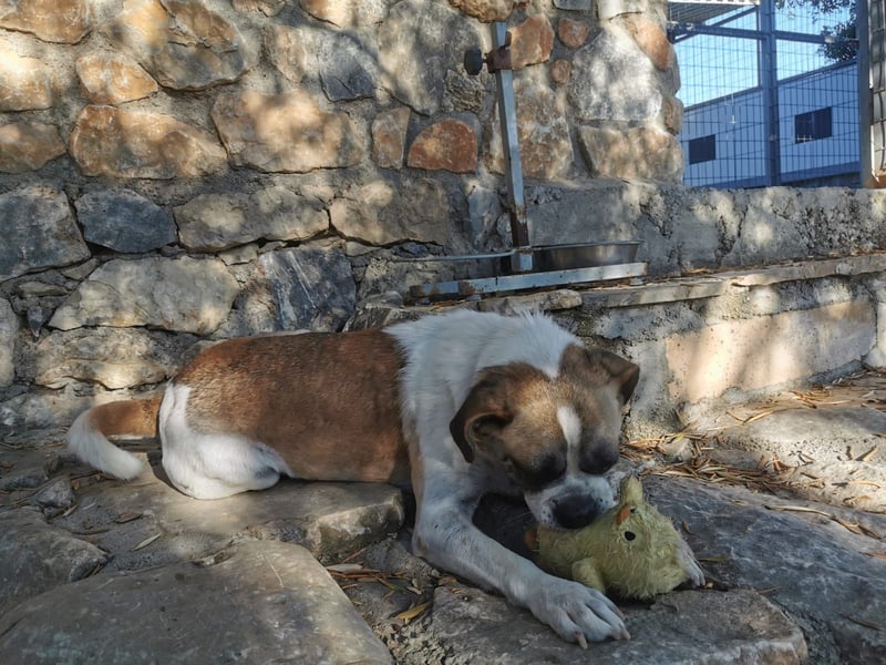 Linos sucht ein Zuhause