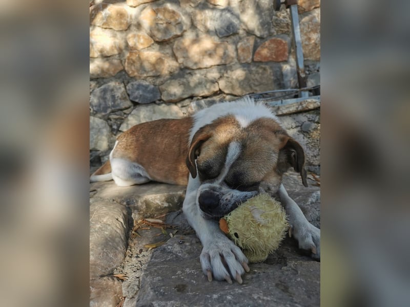 Linos sucht ein Zuhause